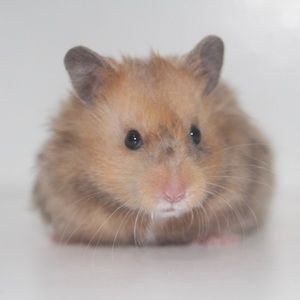 Meet your Posher, Autumn